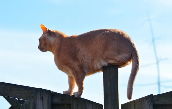 Картинка кошка, кот, забор, кошак