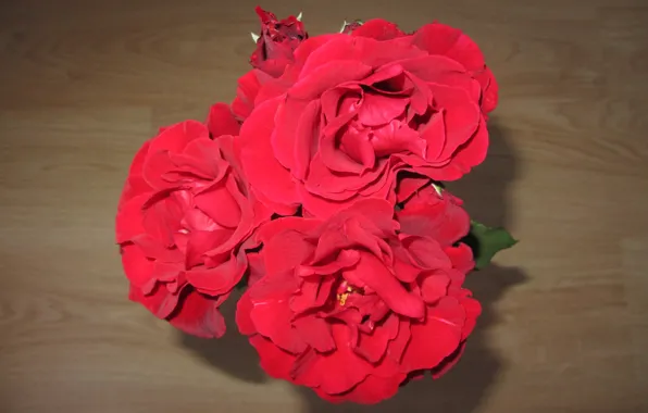 Red, Flowers, roses