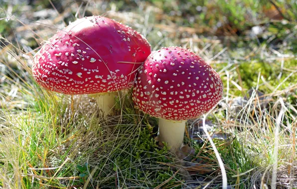 Трава, природа, Грибы, пара, мухоморы
