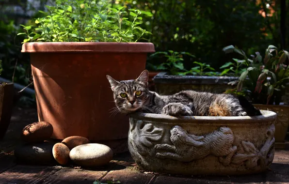 Кошка, лето, кот, взгляд, листья, природа, уют, камни
