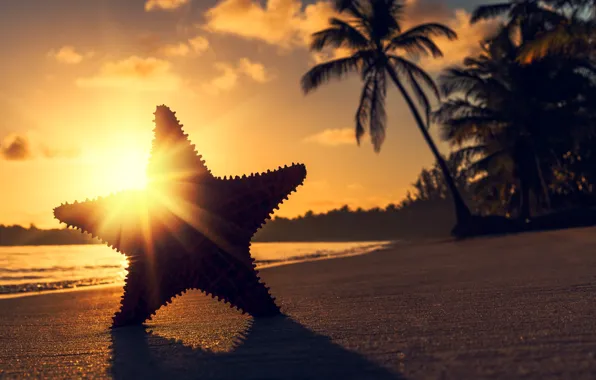 Картинка солнце, лучи, закат, тропики, пальмы, океан, берег, звезда