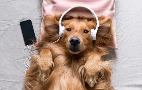 Картинка happy, headphones, dog, animal, enjoy, interesting, golden retriever