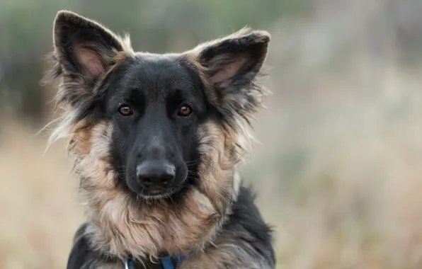 Взгляд, друг, собака