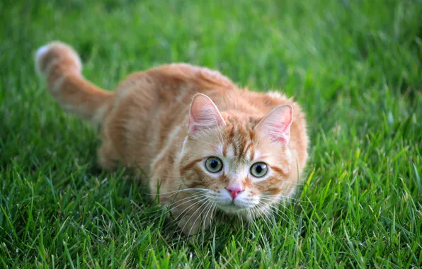 Картинка кошка, лето, трава, кот, взгляд, морда, природа, поза