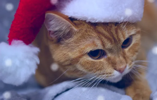 Кошка, кот, взгляд, котенок, портрет, кролик, рыжий, Рождество