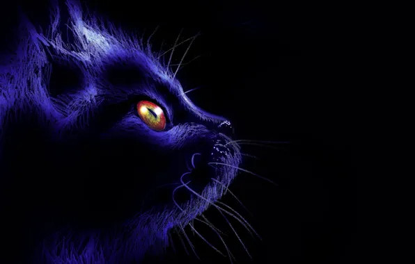 Картинка кот, усы, взгляд, ночь
