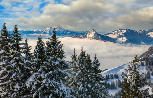 Картинка зима, облака, деревья, пейзаж, горы, природа, Швейцария, ели
