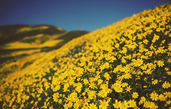 Цветы, Природа, Поле, Желтый, Растение, Растения, Nature, Flowers