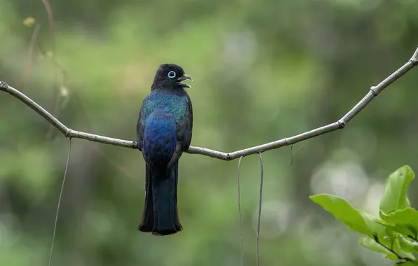 Макро, птичка, сидя на ветке, Fernando Burgalin Sequeira, Black-headed Trogon, Черноголовый дракон, Trogon melanocephalu