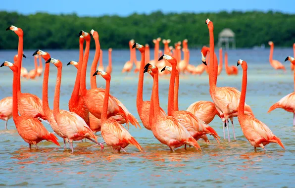 Картинка птицы, розовые, фламинго, в воде