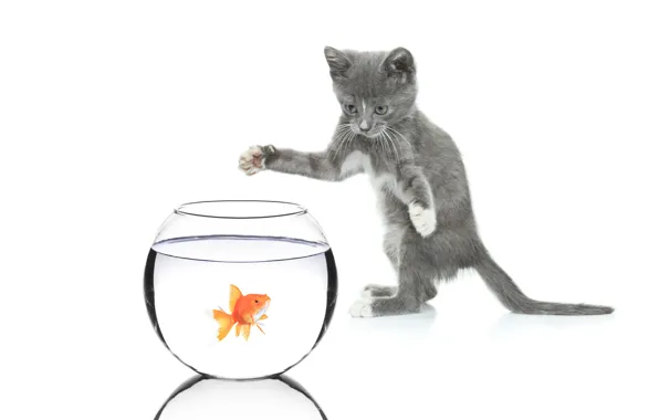 Кошка, кот, аквариум, золотая рыбка, белый фон, котёнок