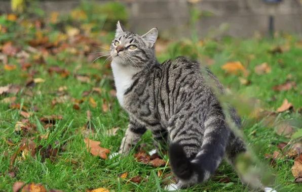 Картинка осень, кошка, кот, поза