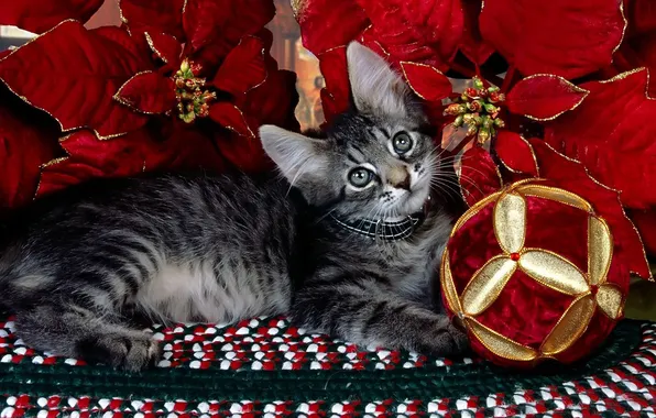Кошка, кот, взгляд, поза, котенок, серый, Рождество, Новый год