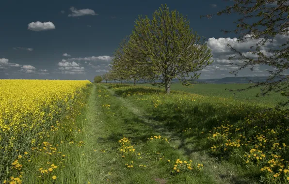 Картинка дорога, поле, небо, трава, деревья, цветы, одуванчик, рапс