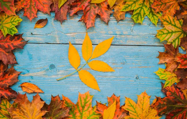 Картинка осень, листья, фон, colorful, rainbow, клен, wood, autumn