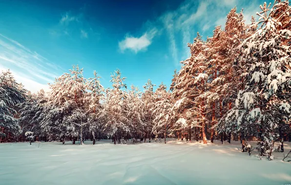 Зима, лес, снег, пейзаж, снежинки, природа, панорама, сосны