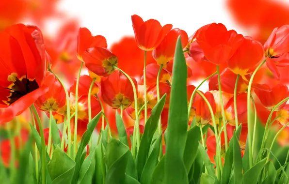 Картинка зелень, Поле, красных, тюльпанов