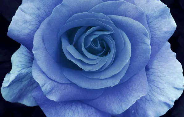 Картинка макро, роза, лепестки, голубая