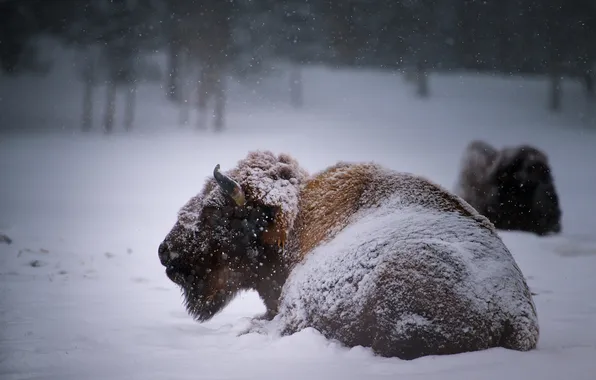 Картинка зима, снег, Buffalo