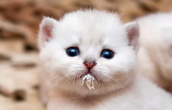 Кошка, белый, взгляд, поза, котенок, портрет, малыш, молоко