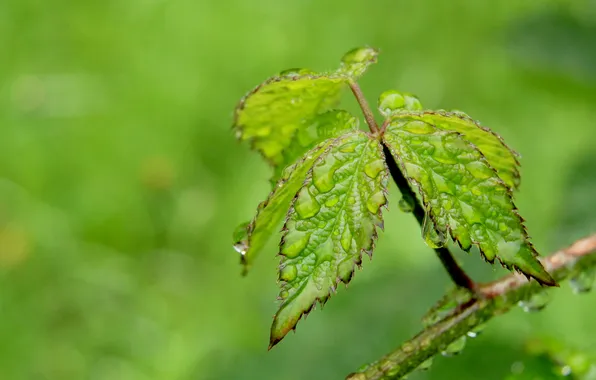 Water, drops, leaf, plant
