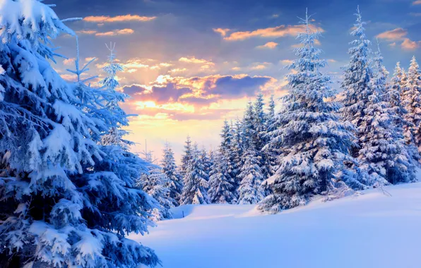 Зима, небо, снег, природа, фото, ель