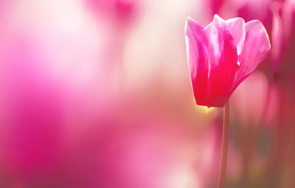 Макро, цветы, фон