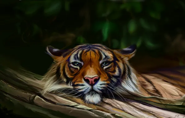 Картинка природа, тигр, by SalamanDra-S