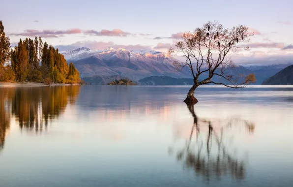Картинка осень, горы, птицы, озеро, дерево, Новая Зеландия