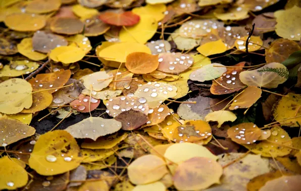 Картинка осень, листья, природа