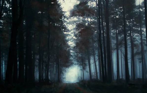 Лес, деревья, туман, утро, нарисованный пейзаж