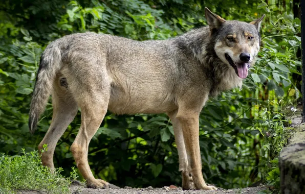 Картинка nature, snow, predator, face, animal, wolf, wildlife, portrait