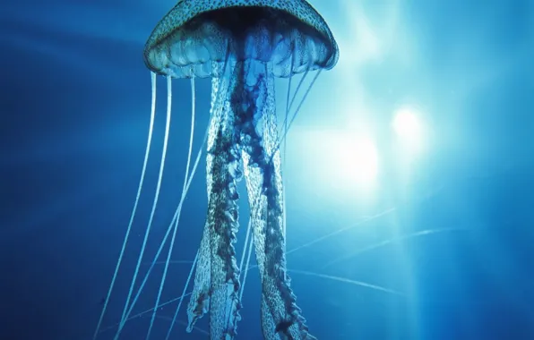Underwater, Pacific Ocean, Jellyfish