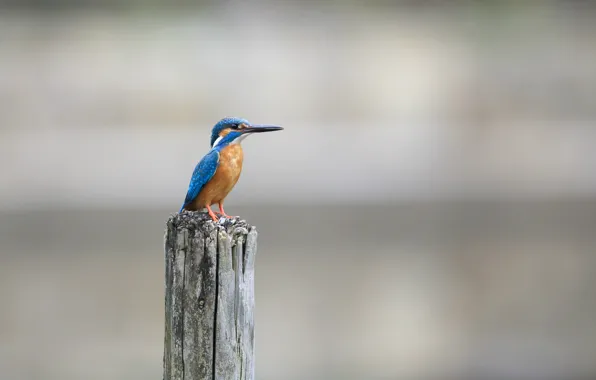 Птица, Alcedo atthis, kingfisher, обыкновенный зимородок, рыбалочка