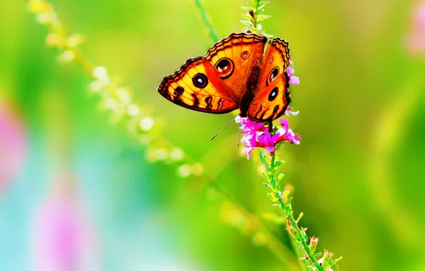 Цветок, лето, цвета, природа, бабочка, яркие, насекомое