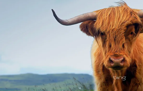 Картинка корова, Шотландия, рога, остров Скай