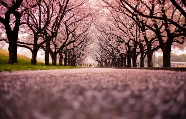 Картинка город, улица, Cherry Blossom Snow