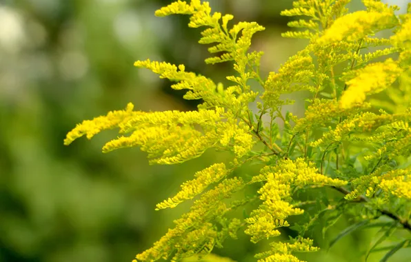 Flower, yellow, blooming