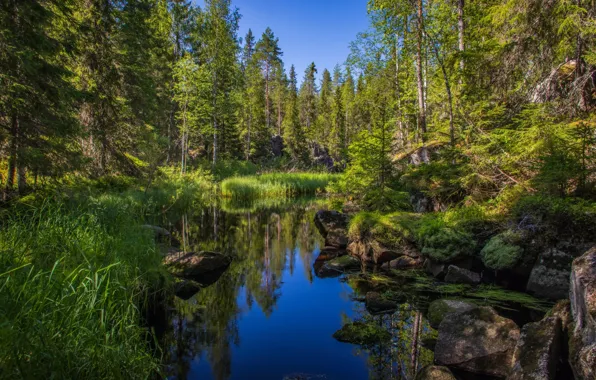 Лес, берег, водоем