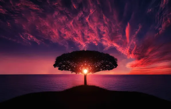 Картинка пейзаж, закат, дерево