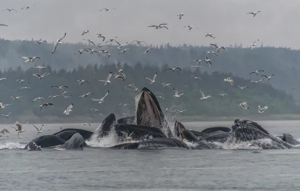 Картинка туман, дождь, чайки, горбатые киты
