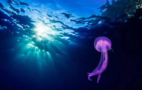 Картинка море, природа, медуза