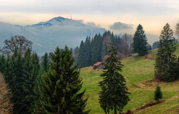 Картинка лес, деревья, горы, туман, Германия, склон, Бавария, домик
