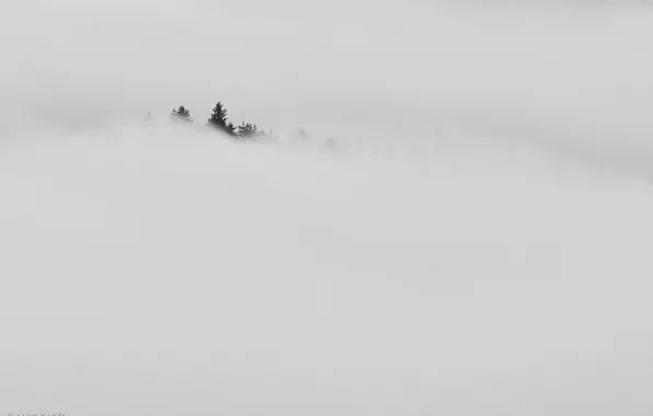 Картинка лес, туман, фон