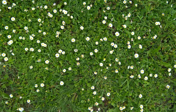 Green, wallpaper, white, grass, yellow, texture, flowers, background