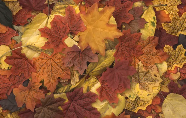 Картинка осень, листья, фон, colorful, wood, background, autumn, leaves