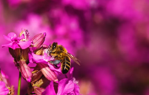 Цвет, Цветок, Пчела, Растение, Растения, Flower, Flowers, Color