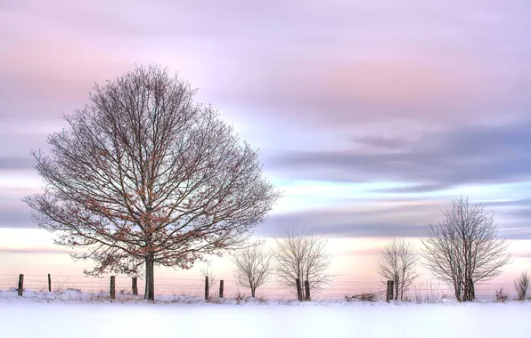 Картинка зима, небо, снег, дерево, розовое, кусты