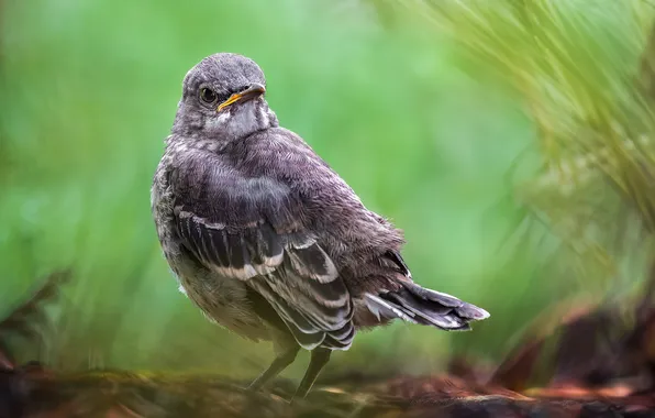 Bird, feathers, pose