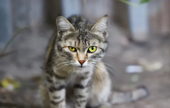 Картинка кошка, взгляд, фон